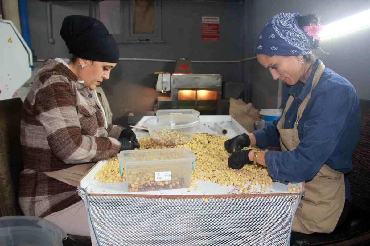 Ordu\'da Fındık İşleme Tesislerine Yoğun Talep