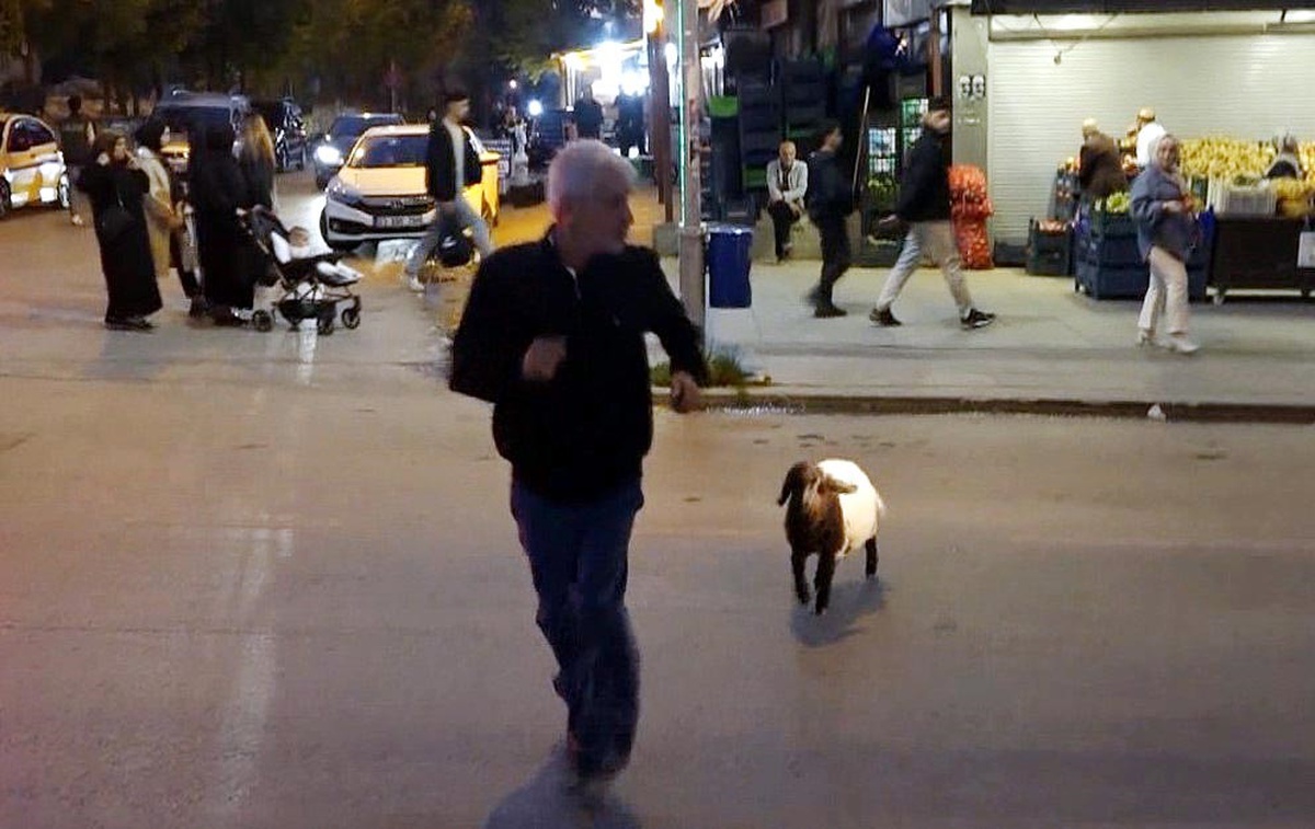 Kuzu \'Fulya\' Peşinden Ayrılmıyor