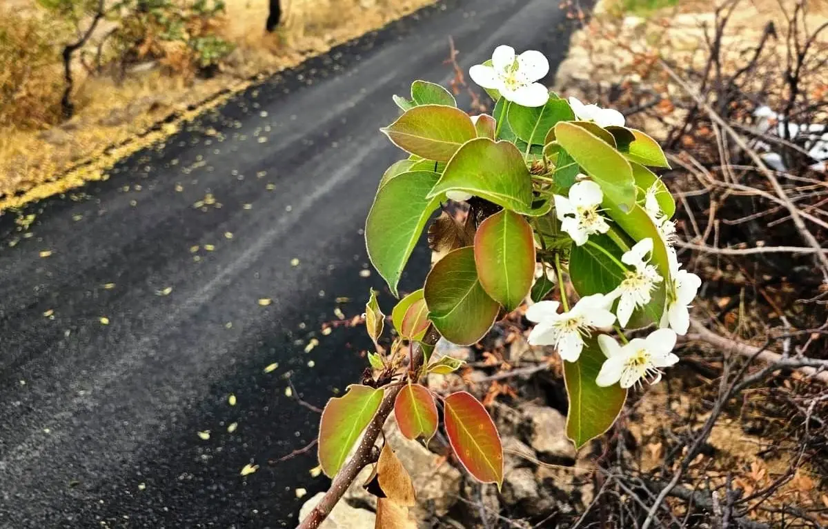 Elazığ\'da Ekimde Armut Ağacı Çiçek Açtı