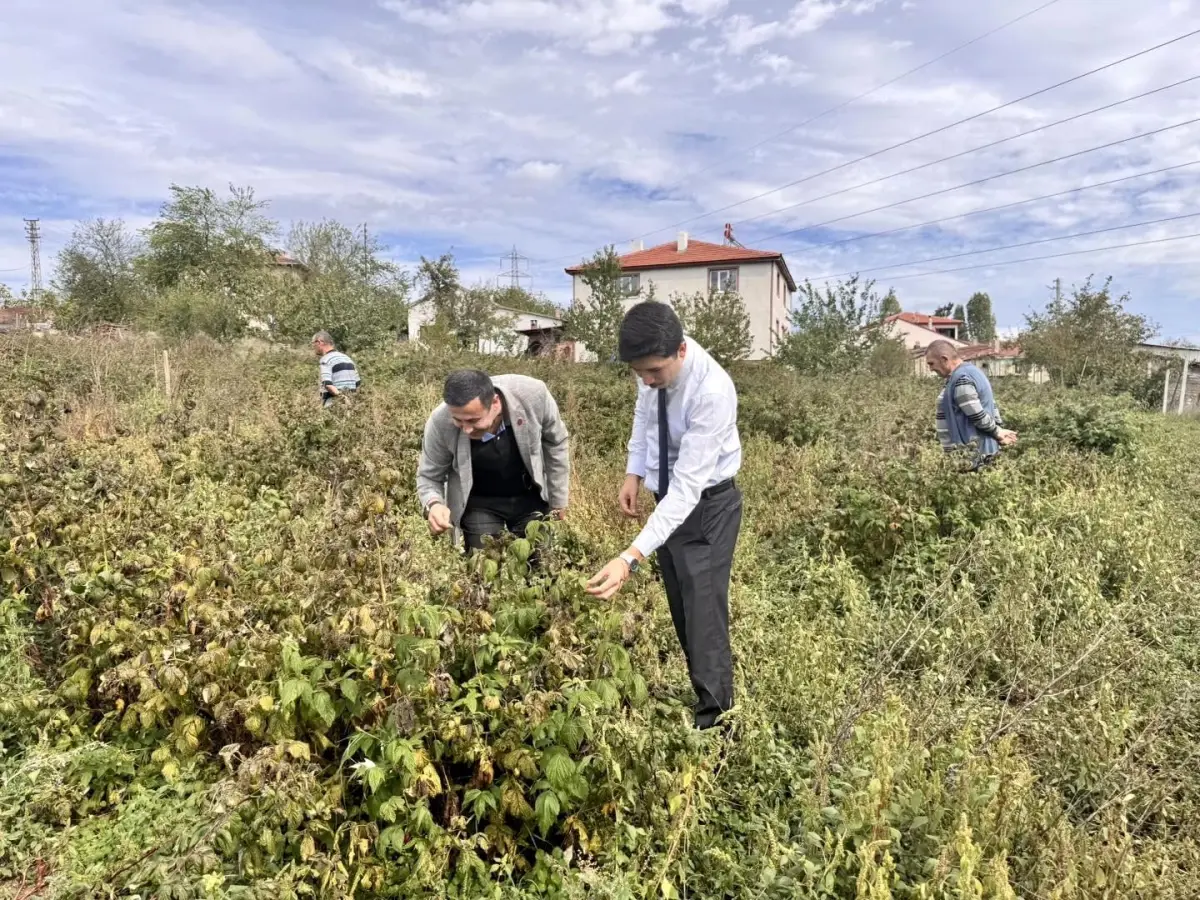 Kaymakam Kahraman Ahududu ve Aronya Tarlalarını Ziyaret Etti