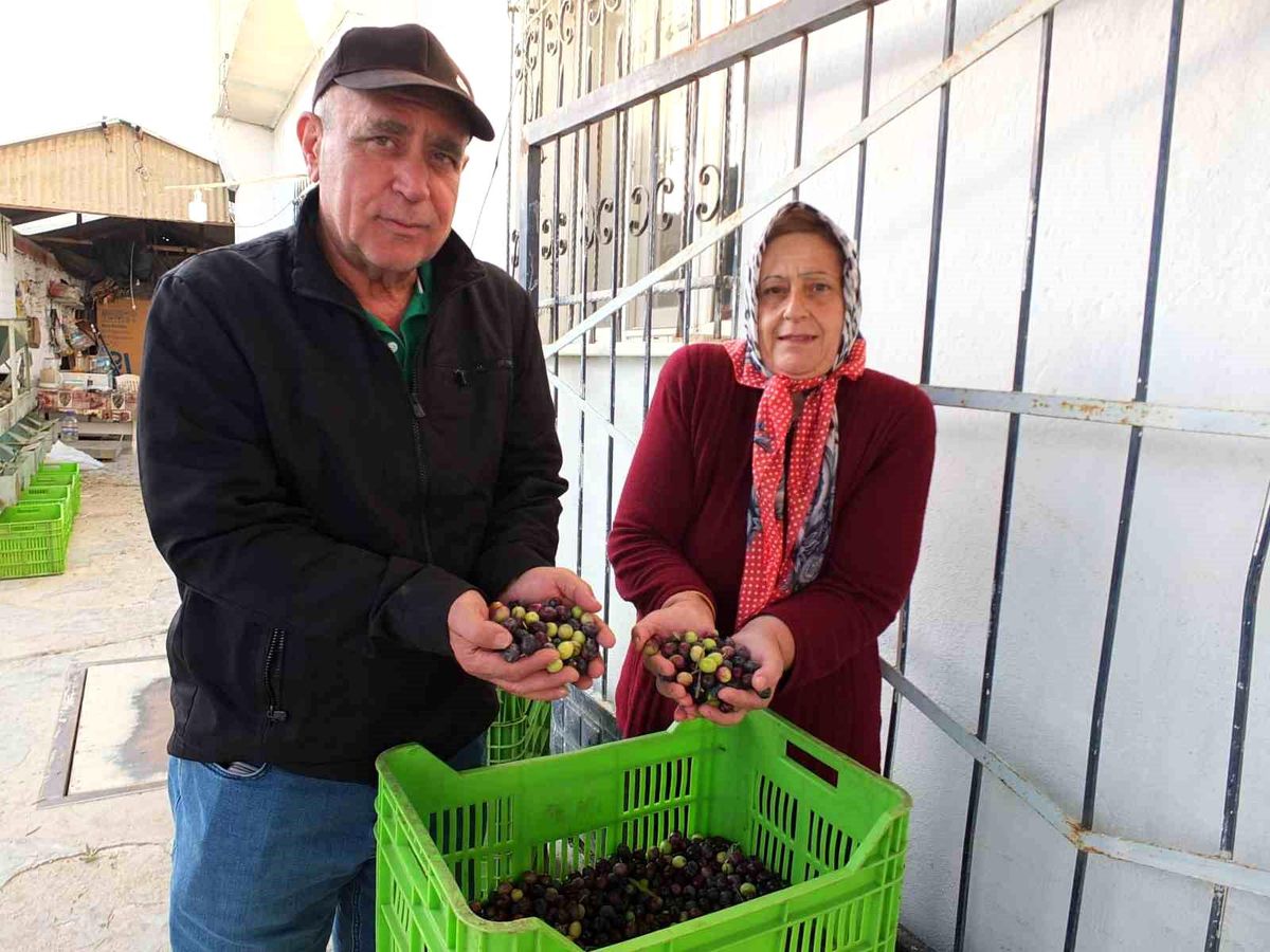Burhaniye\'de Zeytin Hasadı Sıkıntılı