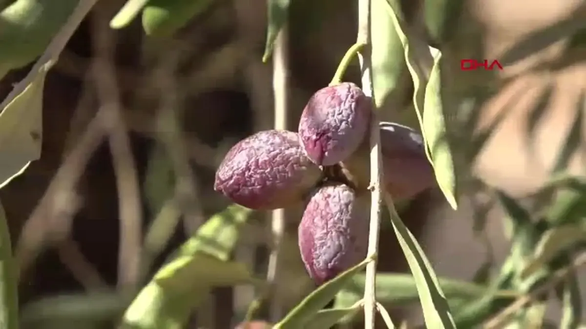 Zeytin Üretiminde Kuraklık Sorunu