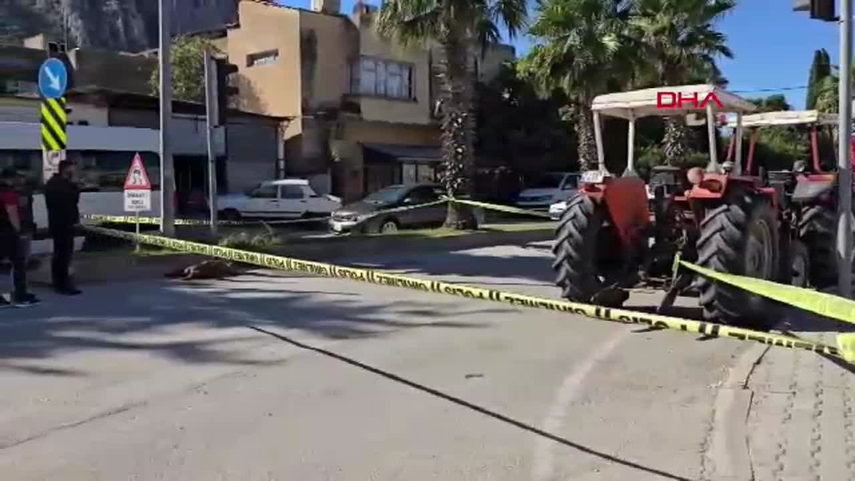 Kozan\'da Elektrik Akımına Kapılan Köpek Ölümle Sonuçlandı