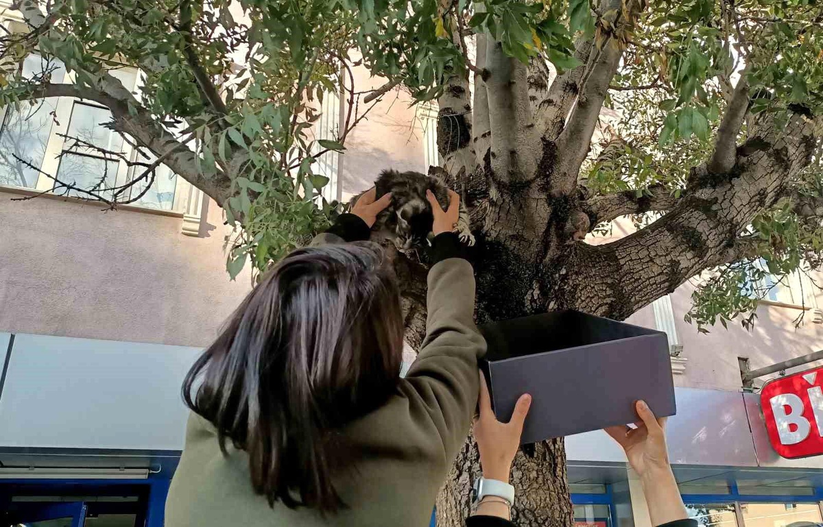 Köpekten Korkup Ağaca Çıkan Yavru Kedi Kurtarıldı