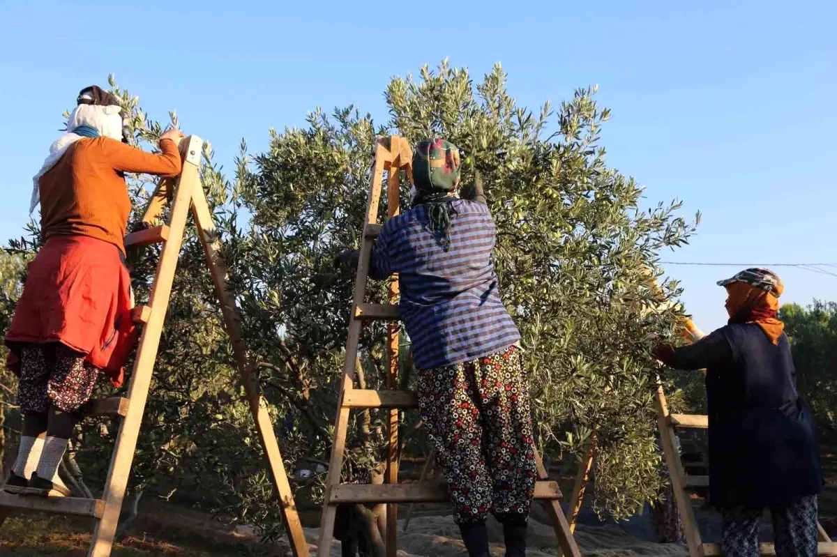 Altınova\'da Geleneksel Zeytin Hasadı Yapıldı