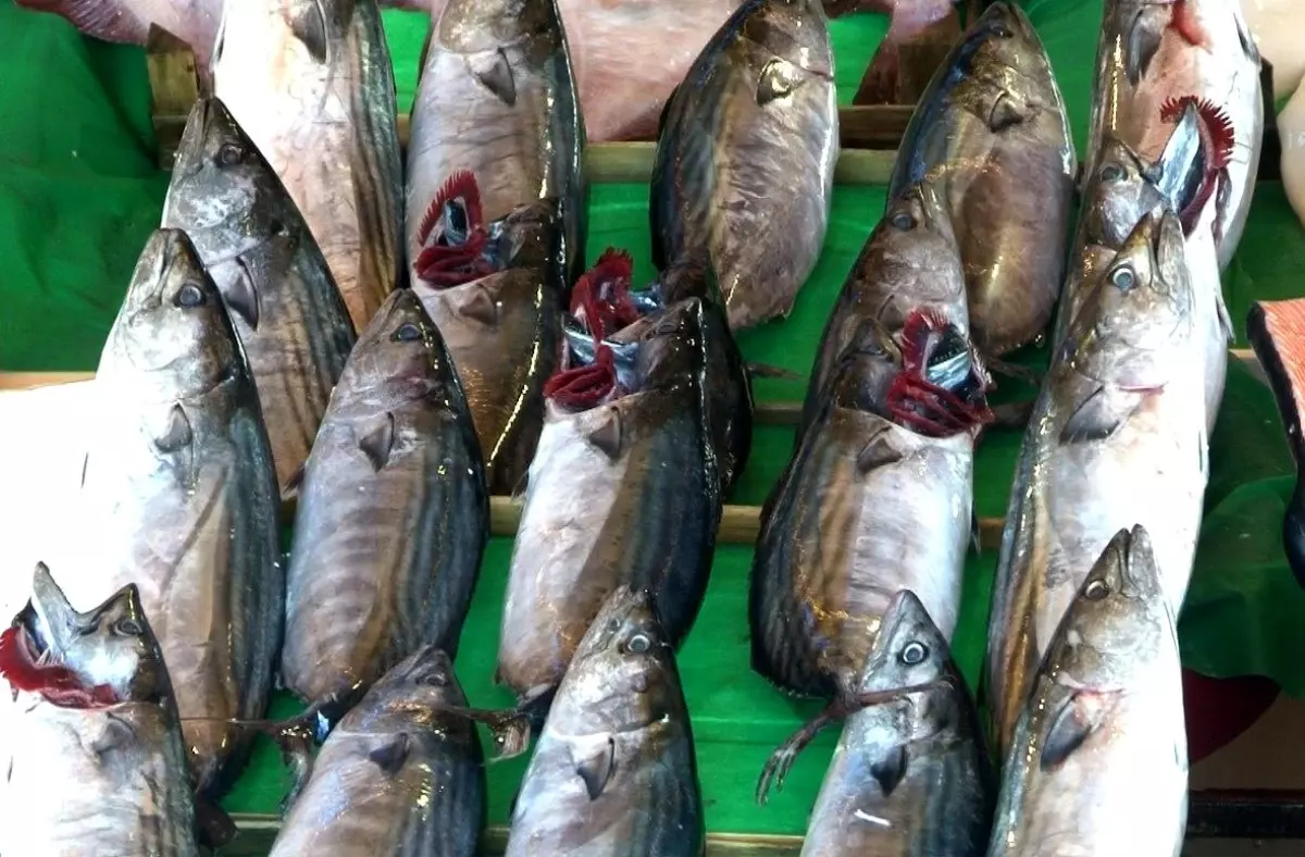 İstanbul\'da Palamut Bolluğu