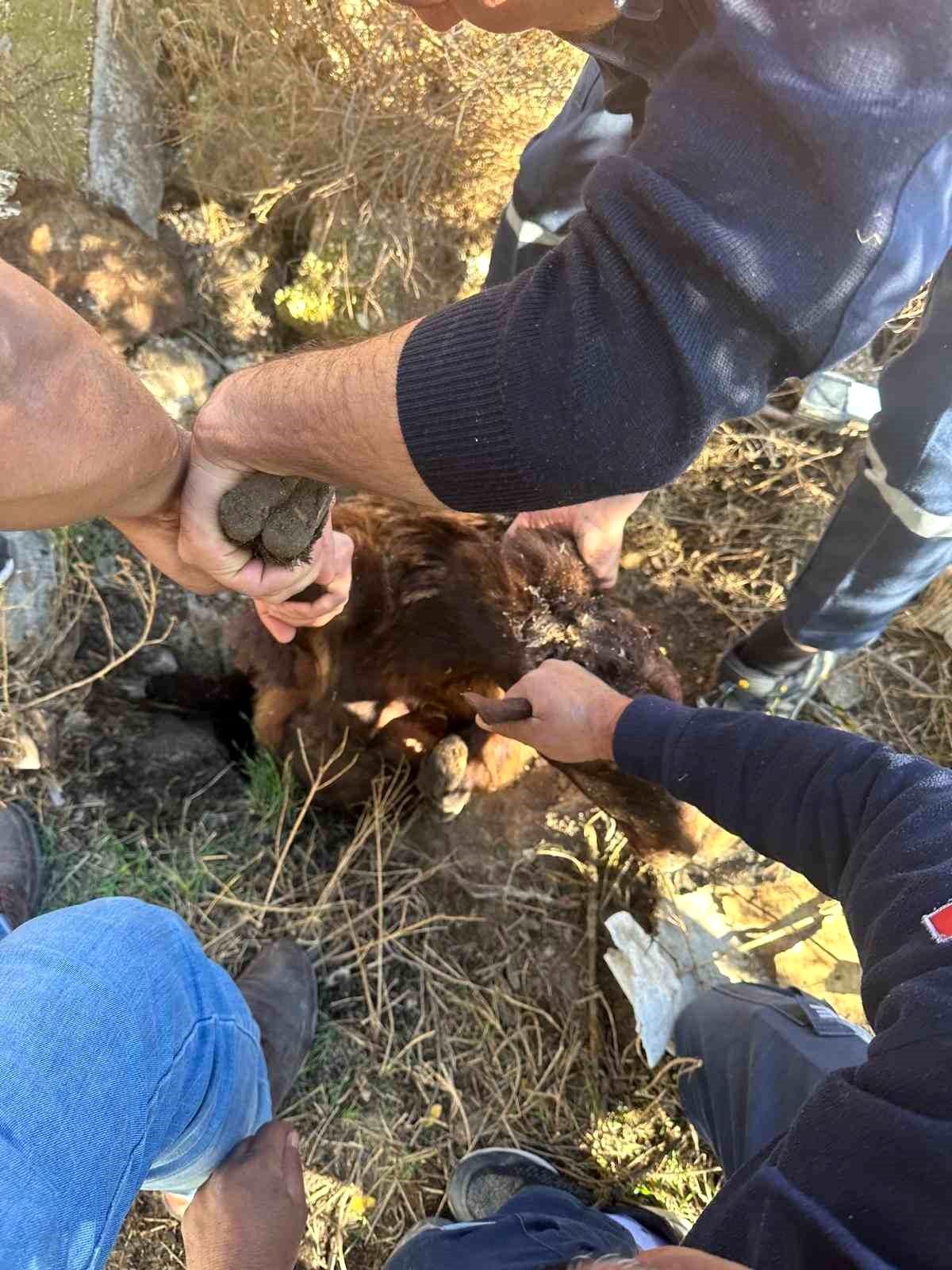 Iğdır\'da Kuyuya Düşen Koyun Kurtarıldı
