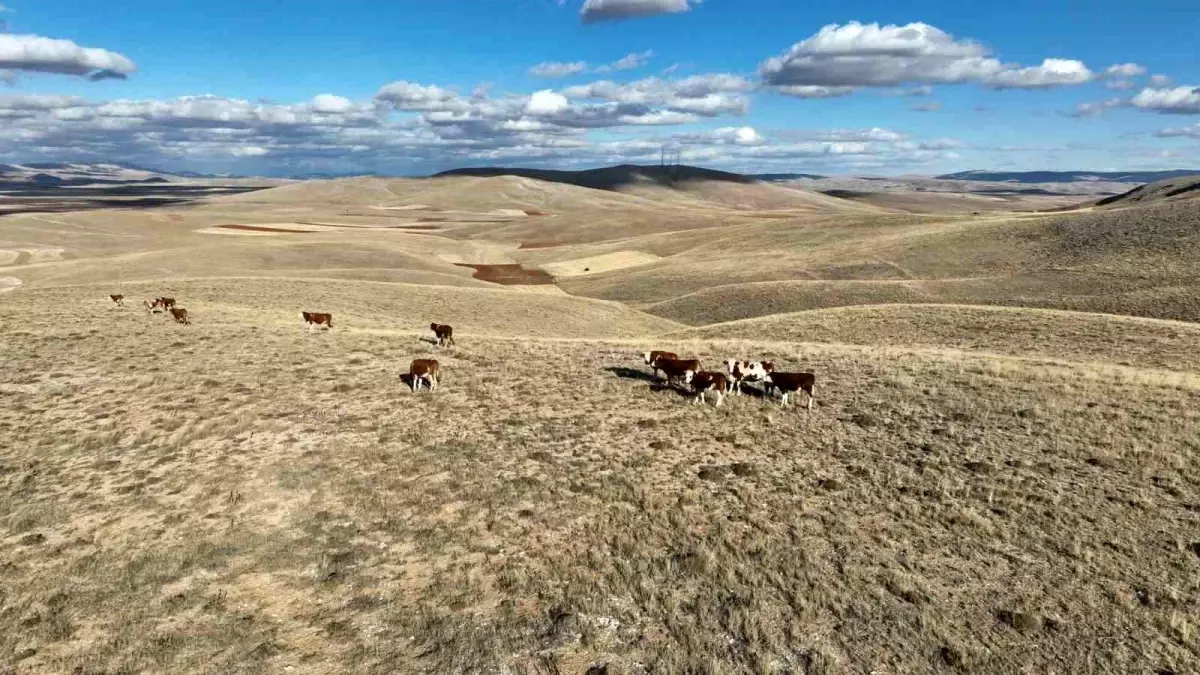 Kaybolan Hayvanlar Dron ile Bulundu