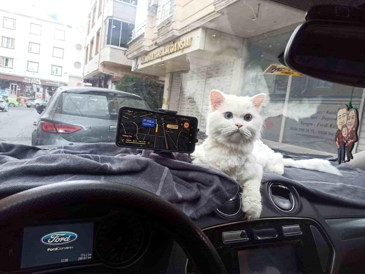 Arnavutköy\'de Kedi Hırsızlığı