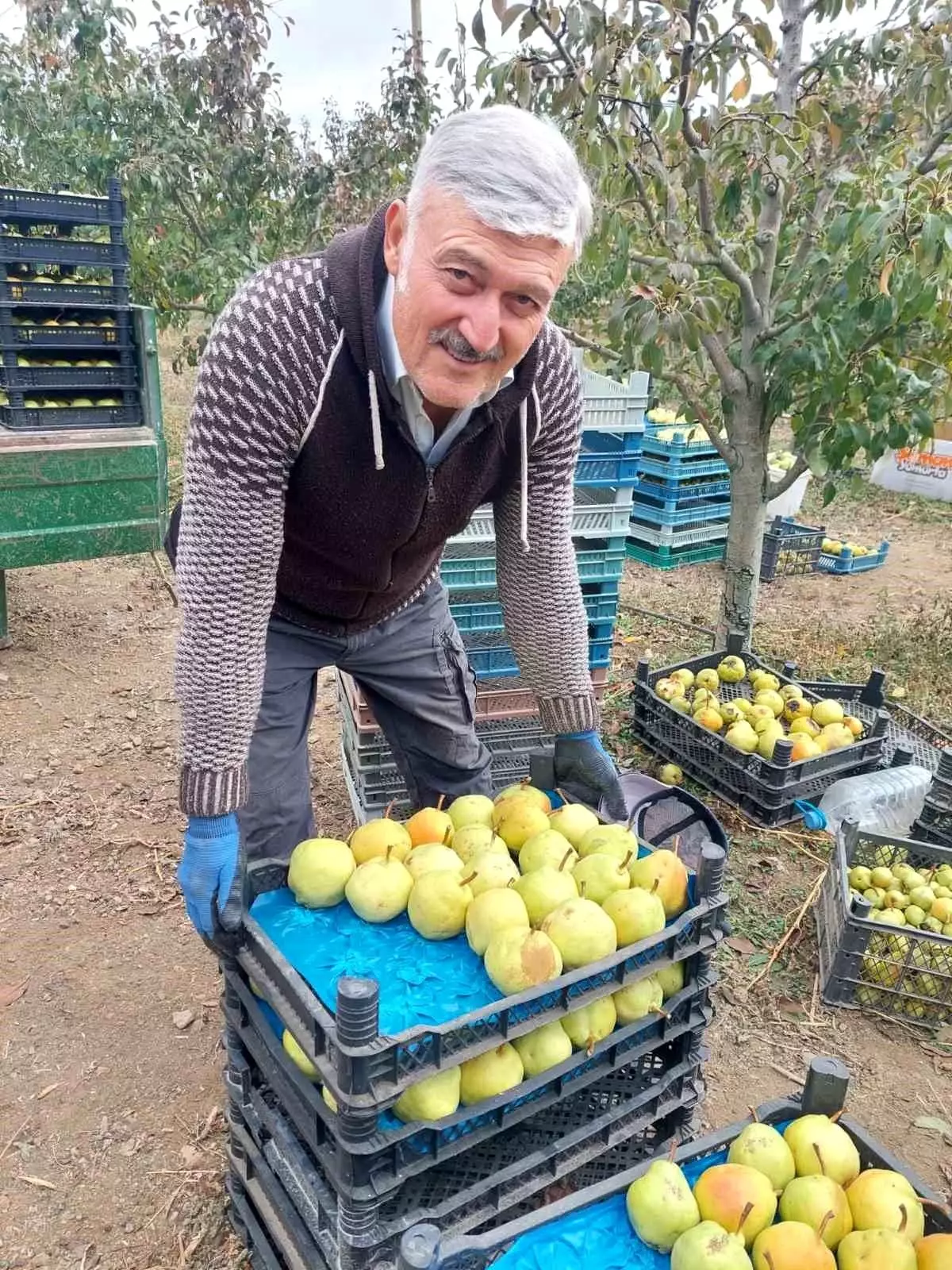 Karakaya Köyü\'nde Deveci Armudu Hasadı Başladı