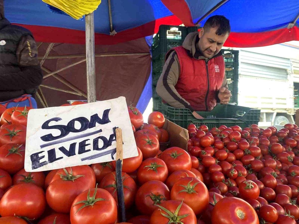 Eskişehir\'de Son Domateslere Veda