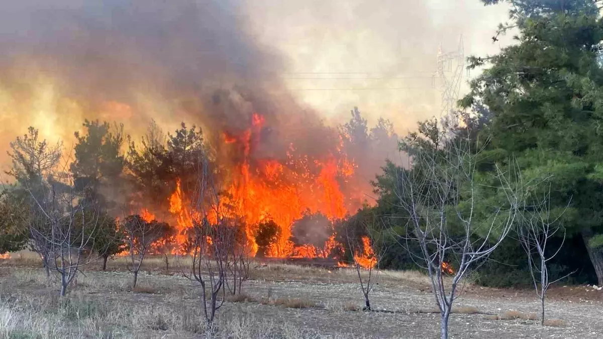 Çanakkale\'de Orman Yangını: 2 Kişi Gözaltında