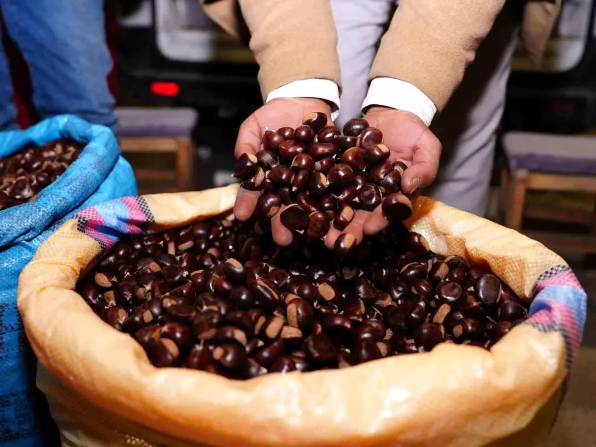 Düzce Kuzu Kestanesi Tezgahları Süslüyor