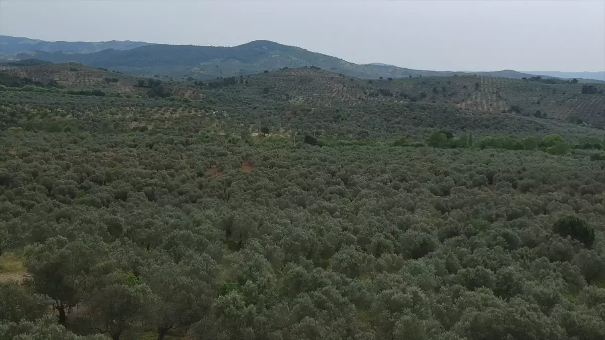 Zeytinyağında Sahtecilik Uyarısı