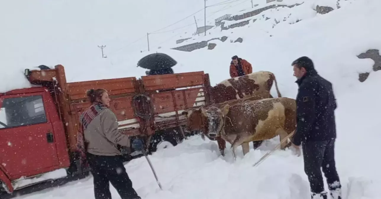 Kavrun Yaylası Karla Kaplandı