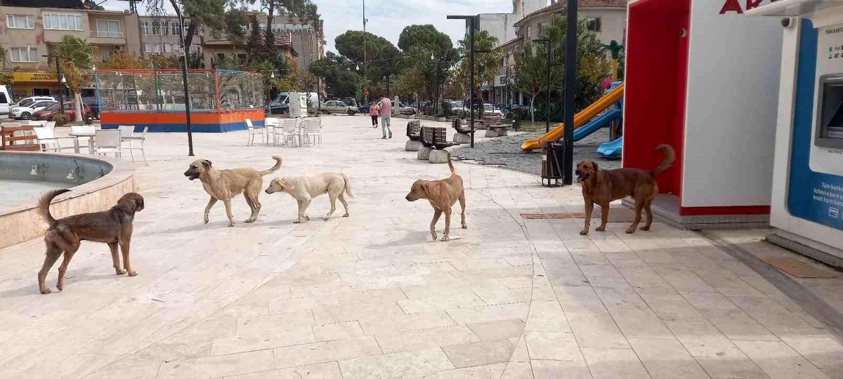 Aydın\'da Sokak Köpekleri Tehlike Saçıyor