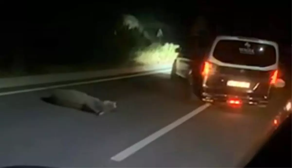 Marmaris\'te Eşek Kazası