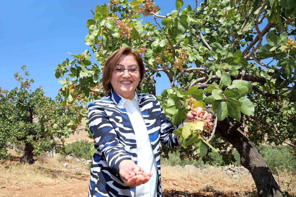 Antep Fıstığı Dünyanın İkinci En İyi Kuruyemişi