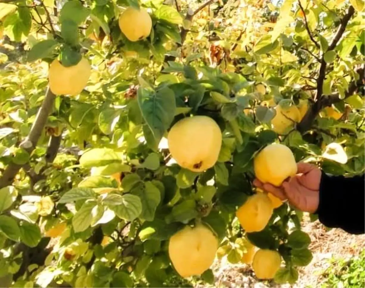 Denizli\'de Ayva Hasadı Umut Veriyor