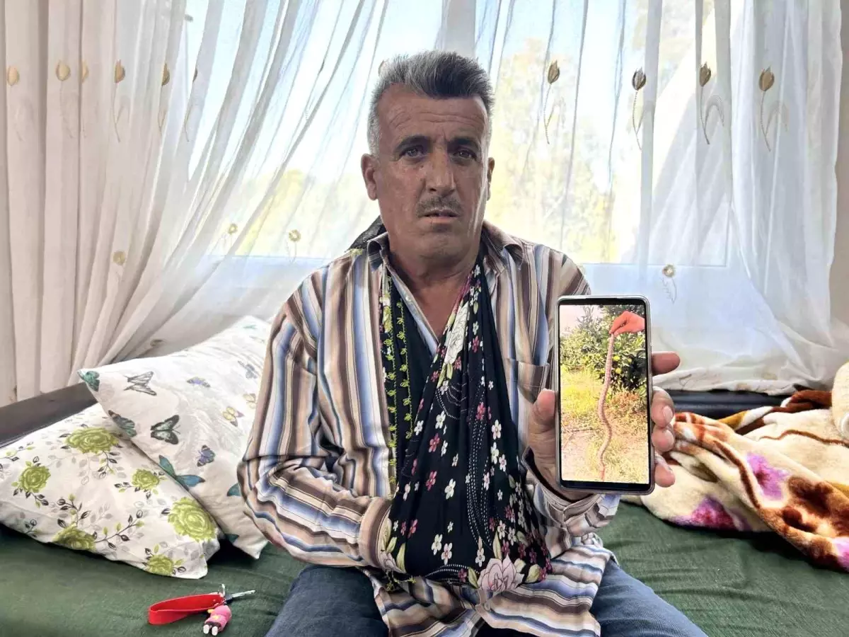 Hatay\'da Yılan Saldırısı: Çiftçi Hala Acı Çekiyor