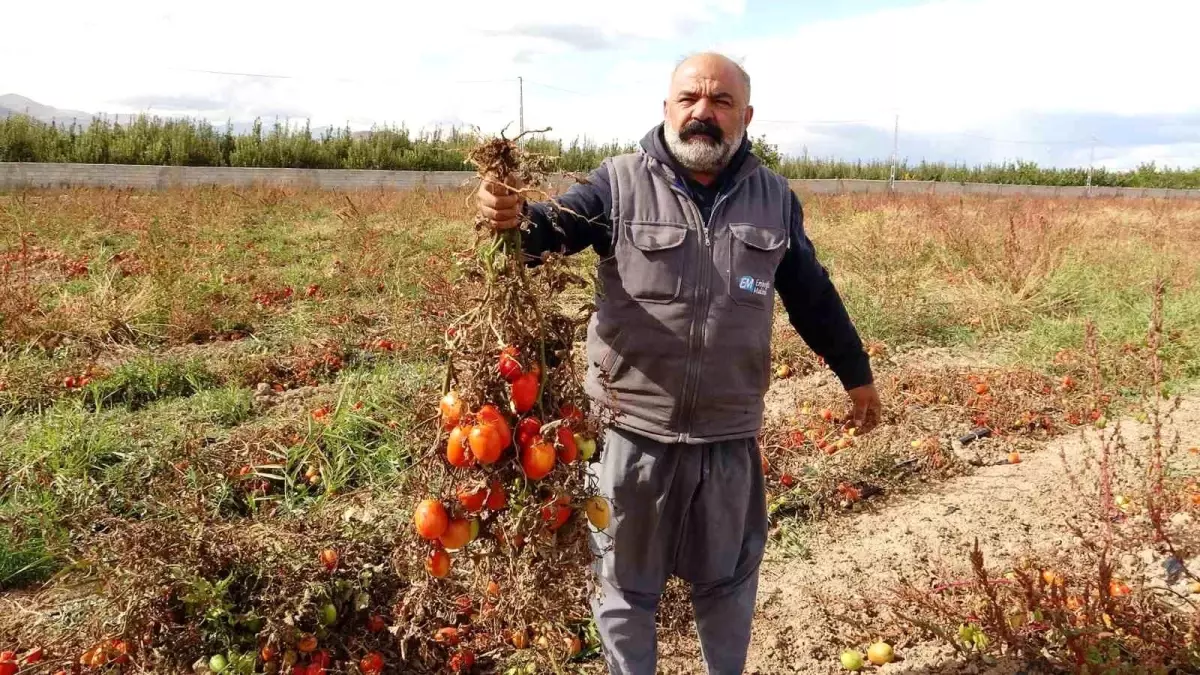 Van\'da Soğuk Hava Sebze Üretimini Vurdu