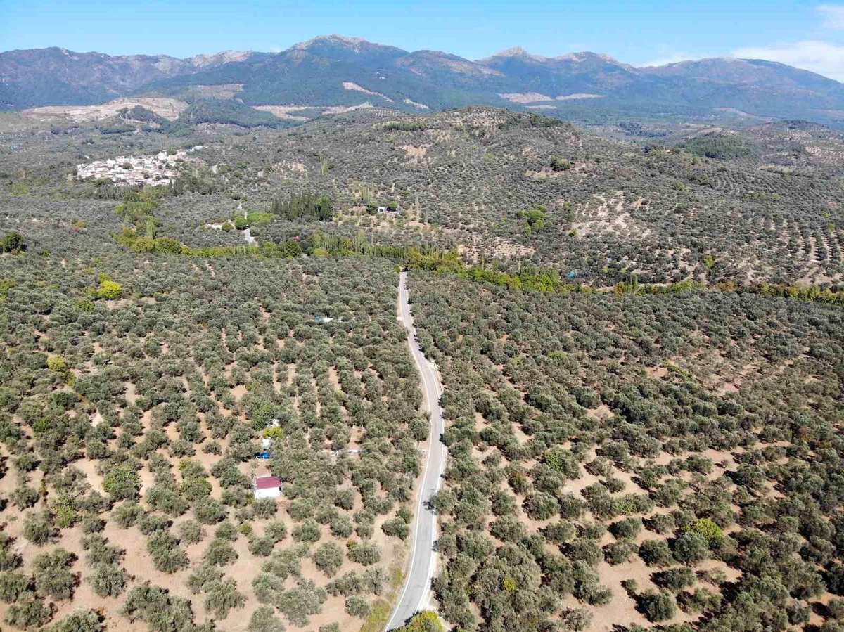 Zeytin Rekoltesi Yeni Rekor Kırdı
