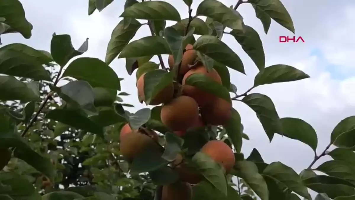 Cennet Hurması Hasat Töreni Düzenlendi