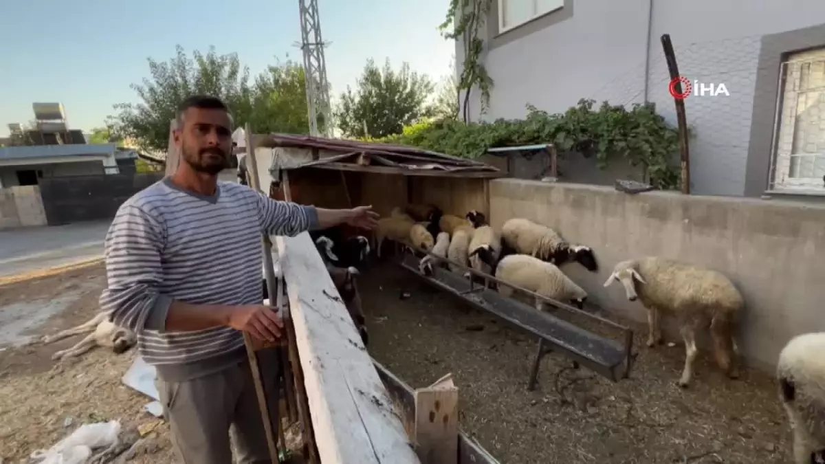 Çalınan Koyunlar Bulundu