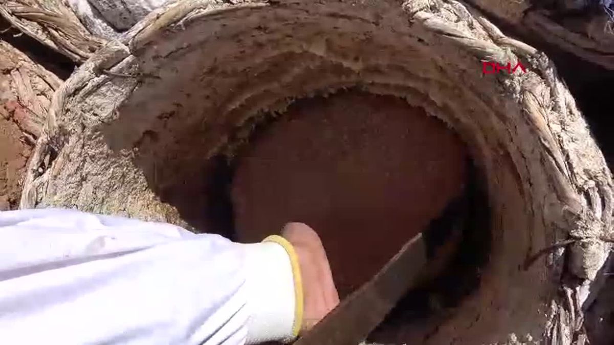 Bitlis Kara Kovan Balı Hasadı Başladı