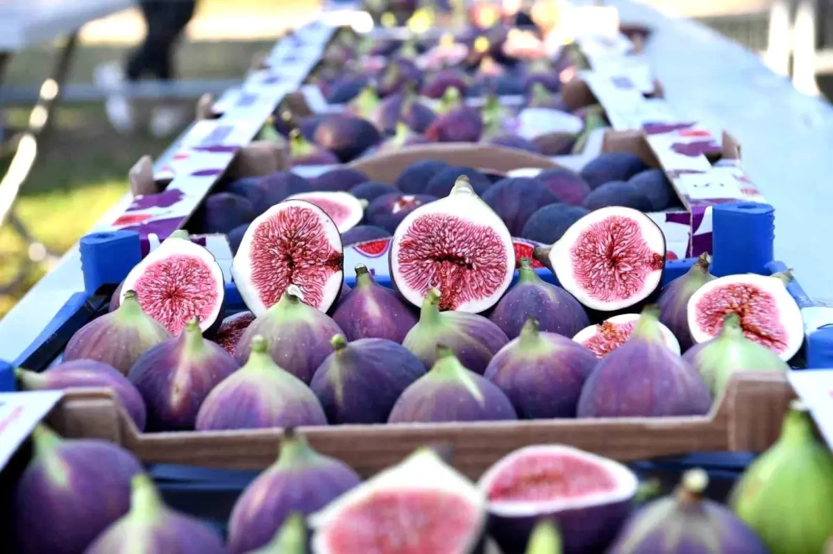 Bursa Siyah İnciri İhracatı Artıyor