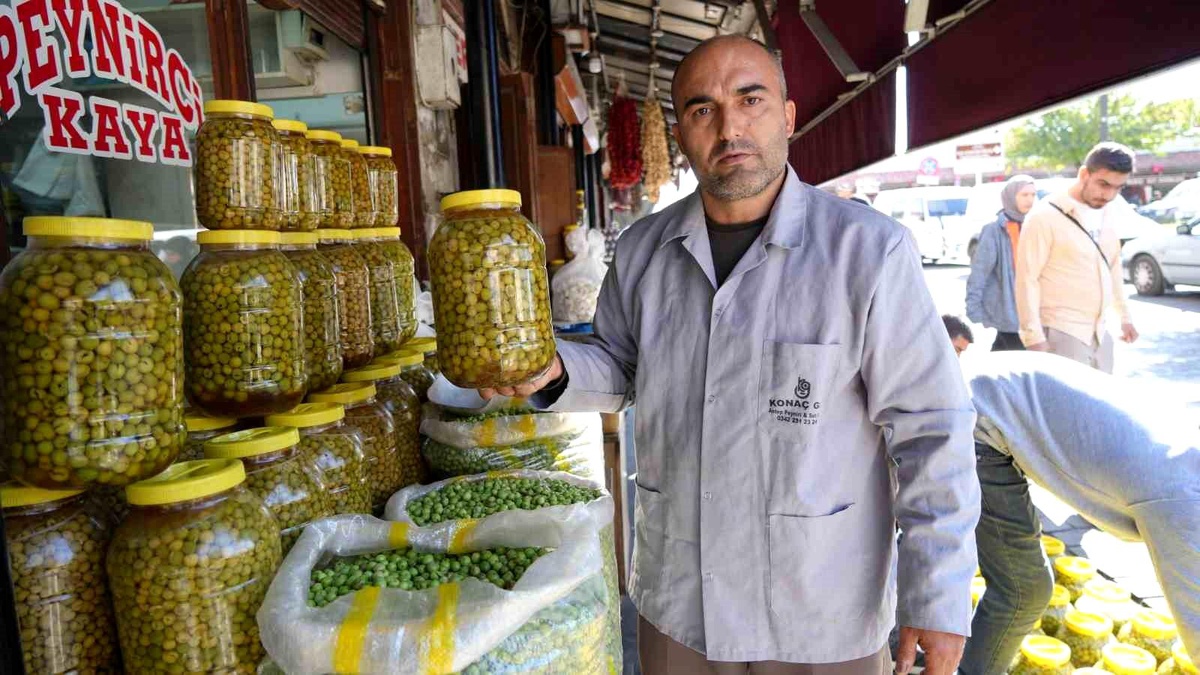 Gaziantep\'te Yeşil Zeytin Hasadı Başladı