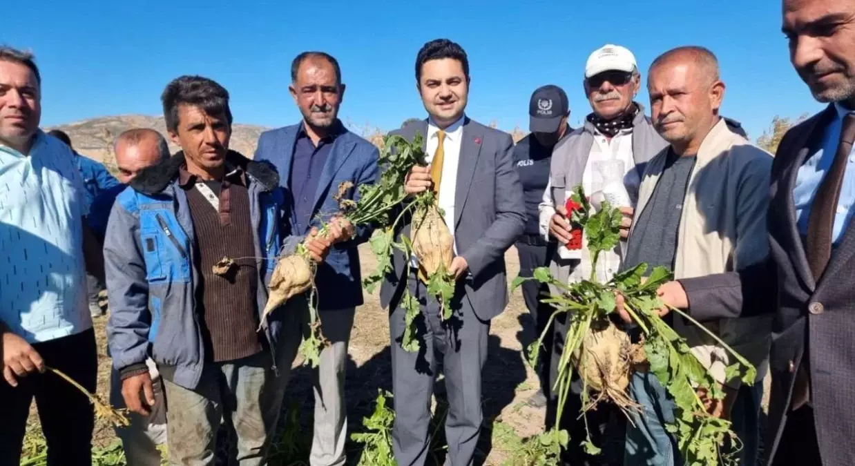 Kaymakam Seyhan Şeker Pancarı Hasadında