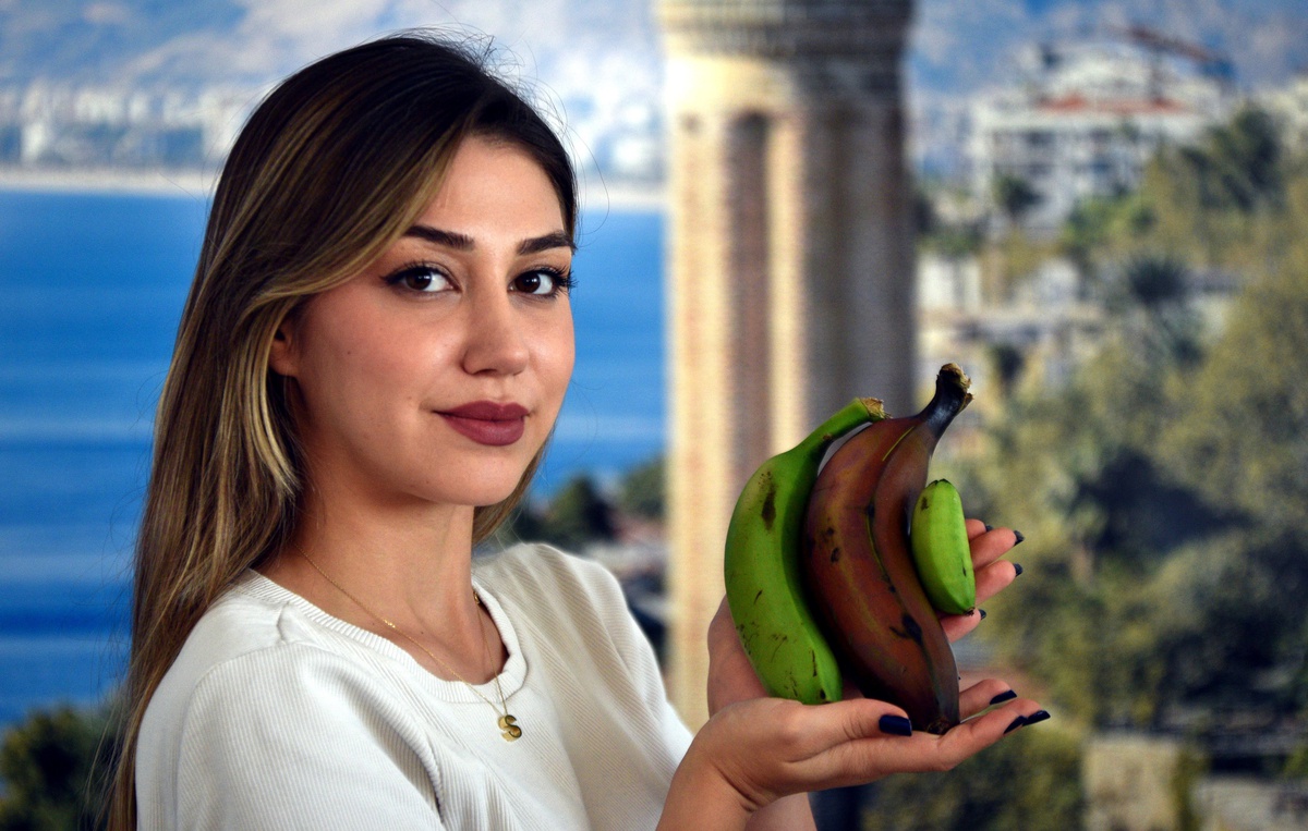 Alanya\'da Yeni Muz Türleri Üretimi Başladı