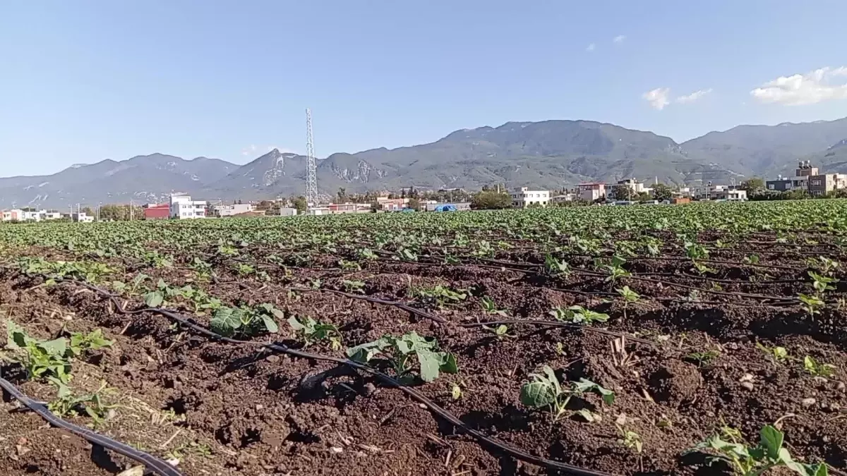 Osmaniyeli Çiftçi Sebzeye Geçiş Yaptı