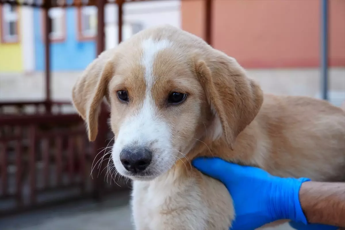 Düzce\'de Köpek Yavrusu Sahiplendirildi