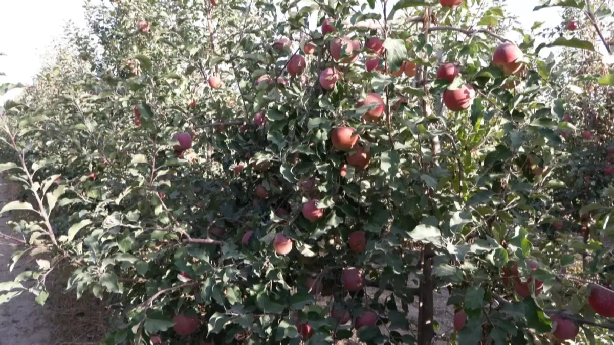 Çin Elması Dünyada Zirvede