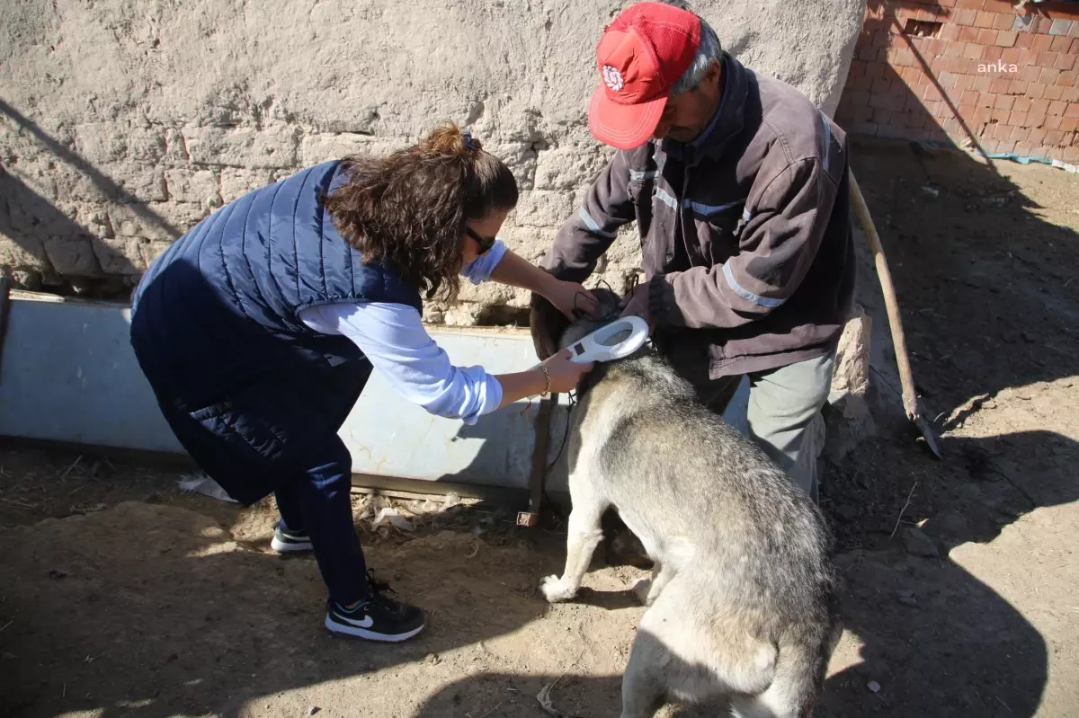 Eskişehir\'de Çoban ve Bekçi Köpekleri İçin Mikroçipleme ve Aşı Uygulaması Başladı