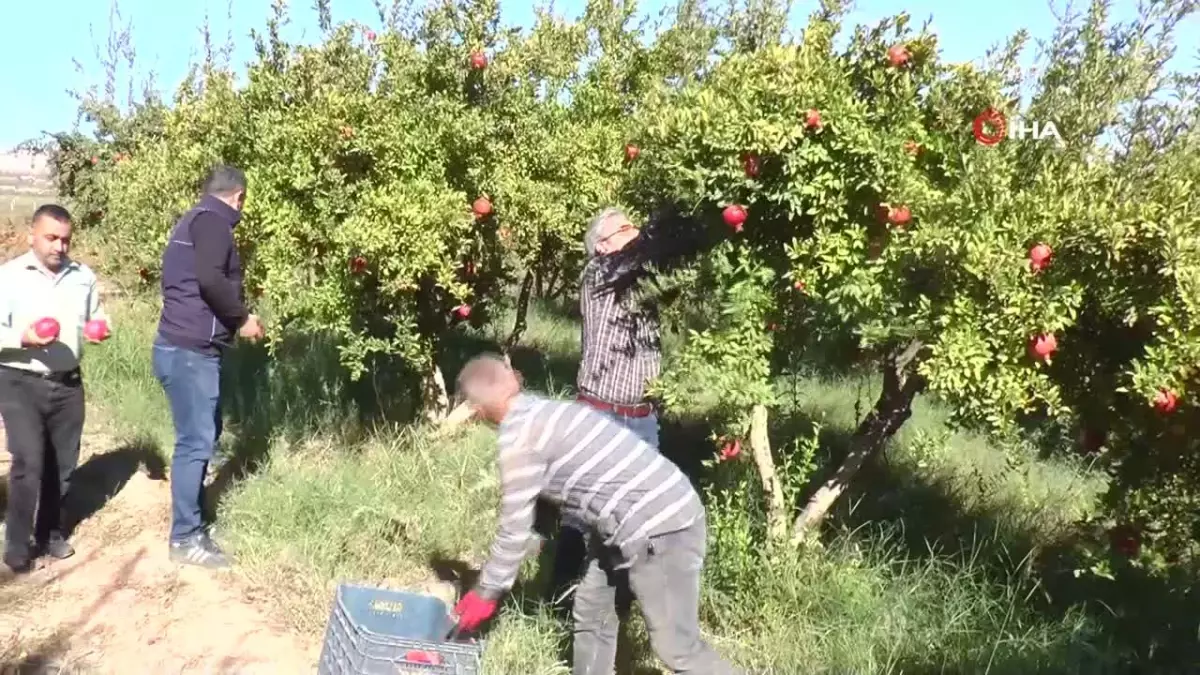 Gaziantep\'te Nar Hasadı İçin Hazırlıklar Tamamlandı