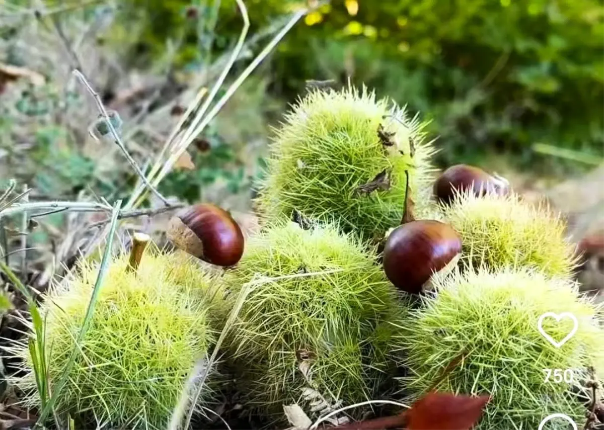 Simav Kestanesinde Hasat Sezonu Başladı