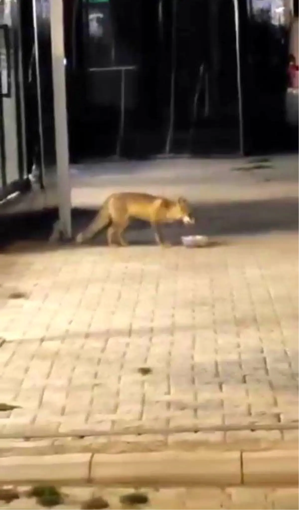 Elazığ\'da Tilki Ciğerciye Geliyor