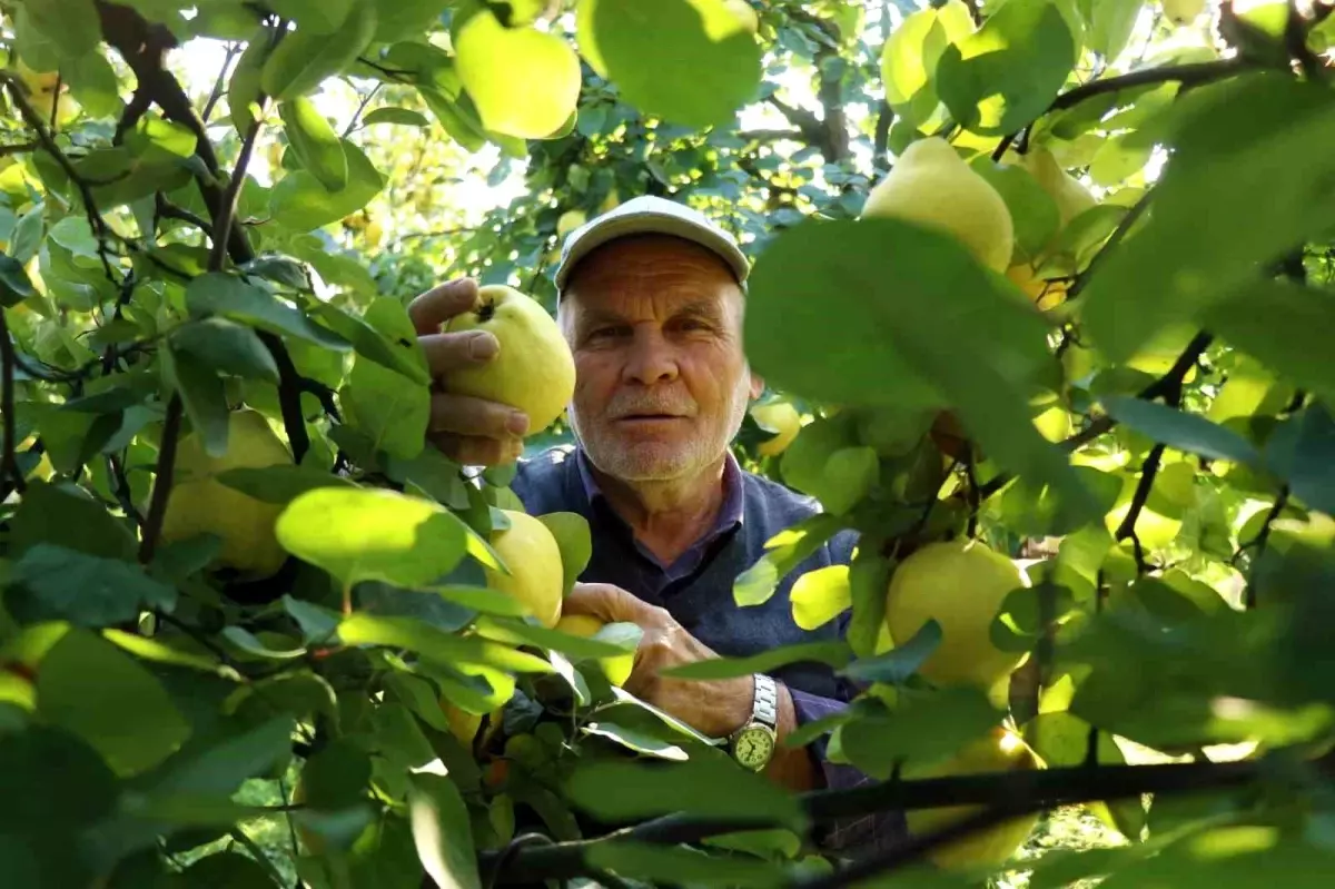 Sakarya\'da Altın Sarısı Ayva Hasadı