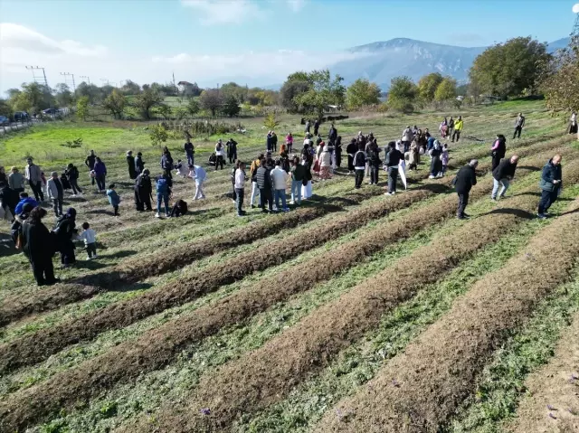 Dünyanın en pahalı baharatında hasat başladı