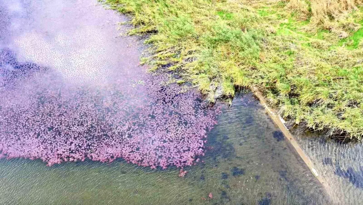 Terkos Gölü\'nde Pembe Manzara