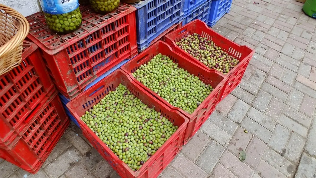 Erdek\'te Geleneksel Kırma Zeytin İşlemi