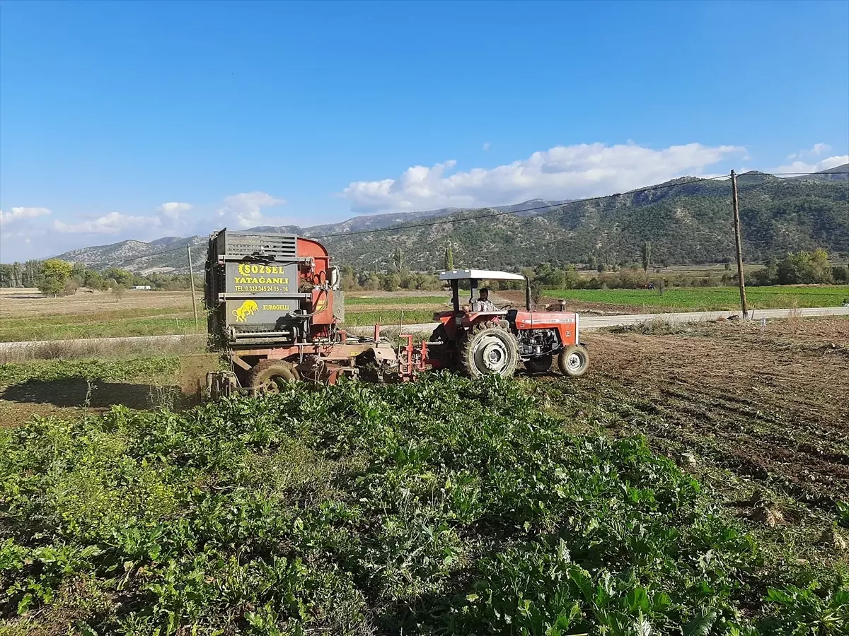 Çorum\'da Şeker Pancarı Hasadı Başladı