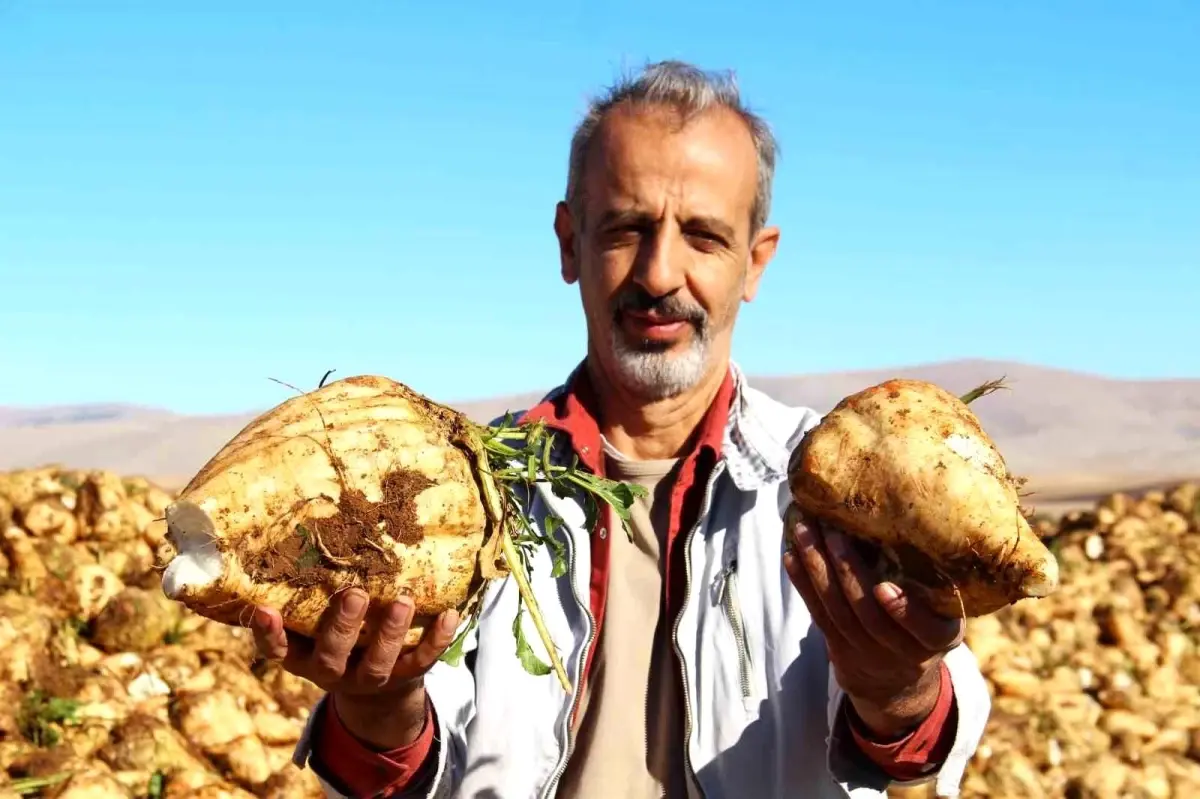 Kahramanmaraş\'ta Şeker Pancarı Hasadı Başladı