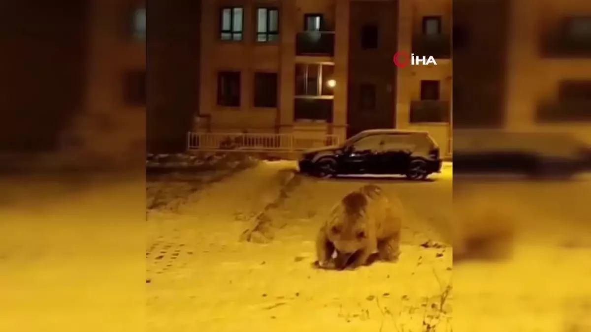 Sarıkamış\'ta Kış Uykusuna Yatmayan Boz Ayılar Kamerada