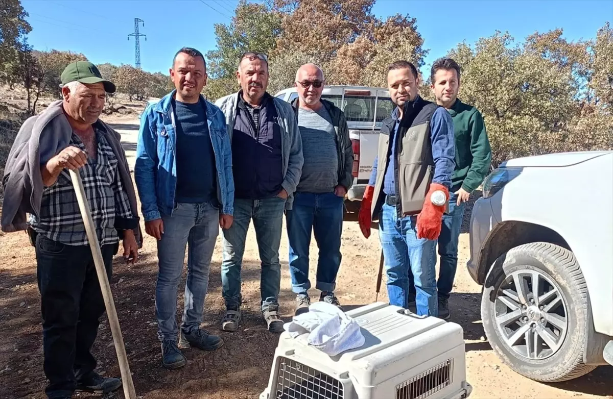 Yaralı Kızıl Şahin ve Çakal Tedavi Altına Alındı