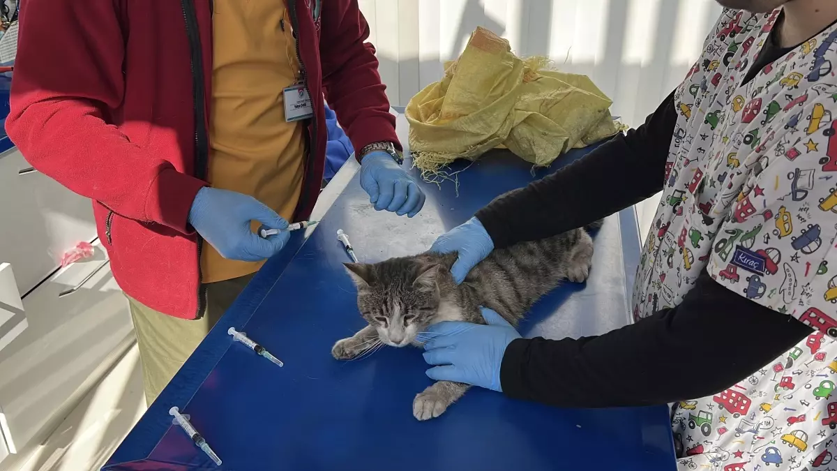 Kediyi Uzaklaştırırken Kaza Geçirdi