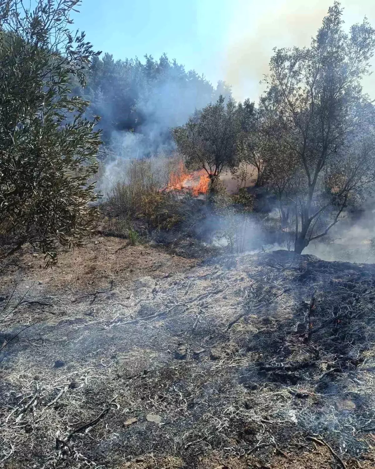 Hatay\'da Zeytinlikte Yangın Kontrol Altına Alındı